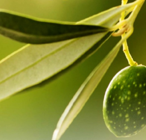 Linea olivo